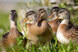 A female wild duck with nearly adult chickens