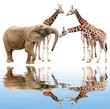 giraffes with elephant isolated on white