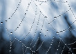 spider web with dew drops closeup