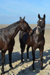 Chevaux