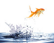 salto del pesce rosso