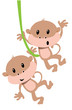 two monkeys hanging in one place