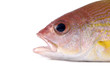 Macro of head of fish