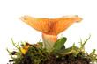 Lamellenpilz
