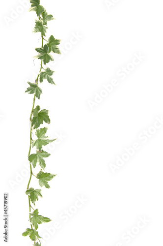 Photo: ivy ivy