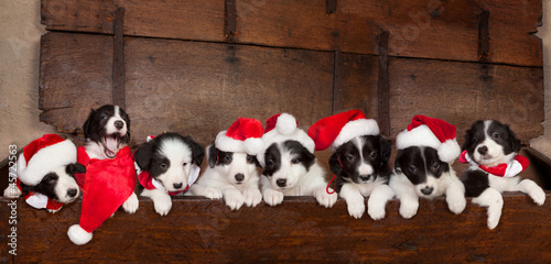 Photo: Eight christmas puppies Eight christmas puppies