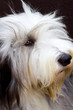 Photo: bearded collie bearded collie