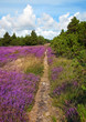 hiking trail