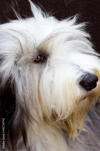 Photo: bearded collie bearded collie