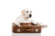 Dog with a suitcase