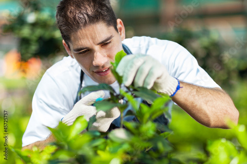Photo: young male gardener working in greenhouse young male gardener working in greenhouse
