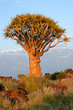 Quiver tree (Aloe dichotoma), Namibia