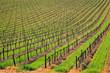 Vineyard, Cape Town area, South Africa
