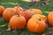 halloween kürbisse