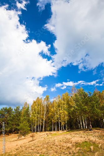 Photo: Woodland scene Woodland scene