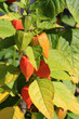 Physalis, Kapstachelbeere, Judenkirsche, Blasenkirsche, Lampion