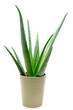 Foto: Aloe vera plant in the pot Aloe vera plant in the pot