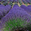Lavender field