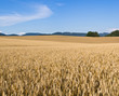 Field of golden grain