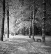 winter night landscape (black and white)