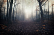 Sacary forest