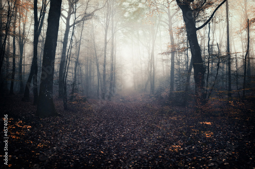 Photo: Sacary forest Sacary forest