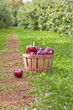 Apple Orchard