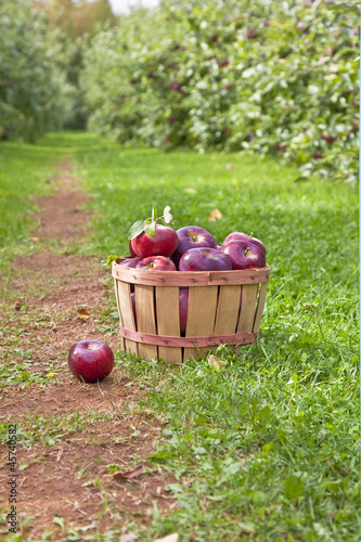 Photo: Apple Orchard Apple Orchard