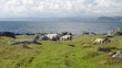Schafe an der Küste Norwegen