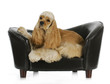 dog laying on a couch