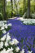 keukenhof - muscaris et narcisses