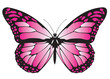 Illustration: Butterfly Butterfly