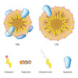 Lipoproteins of the blood, LDL, HDL, eps8