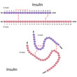 Structure of human insulin, eps8