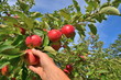 Hand erntet Äpfel