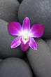 Beautiful pink orchid on pebbles texture