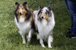 Langhaar Collie bei einer Hundeausstellung