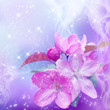 Cherry blossom