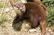 Riesenotter