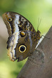 owl butterfly on plants