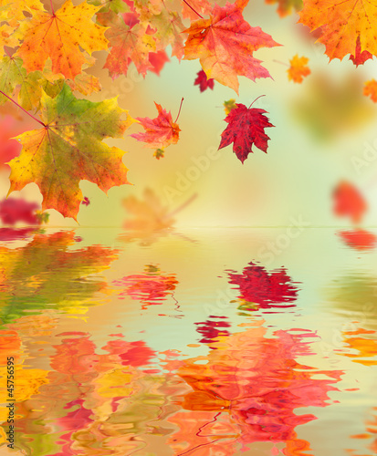 Photo: Autumn maple leaves with water surface Autumn maple leaves with water surface