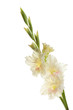 center are white with a pink gladiolus on white background