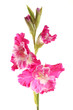 hot pink gladiolus brand new Cardinal on a white background