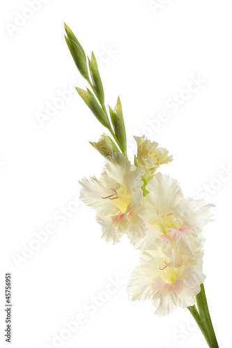 Photo: center are white with a pink gladiolus on white background center are white with a pink gladiolus on white background