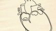 Human Heart structure animation illustration  Shallow Depth of F