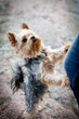 Photo: Yorkshire terrier Yorkshire terrier