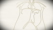 Human Organs structure animation illustration Shallow Depth of F