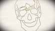 Human Skull structure animation illustration Shallow Depth of Fi