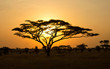 Rising Sun shinning through an Acacia Tree in Serengeti
