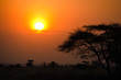 Sunset over African Savannah with tree in foreground
